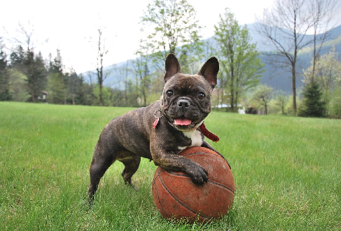 Francouzsk buldoek s basketbalovm mem